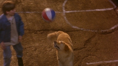 1997_-_Air_Bud_mp42703.jpg
