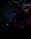 Filename=2015_-_The_Curse_Of_Downers_Grove_mp44428.jpg
Filesize=255KiB
Dimensions=1920x808
Date added=Feb 22, 2024 2015_-_The_Curse_Of_Downers_Grove_mp44428.jpg
